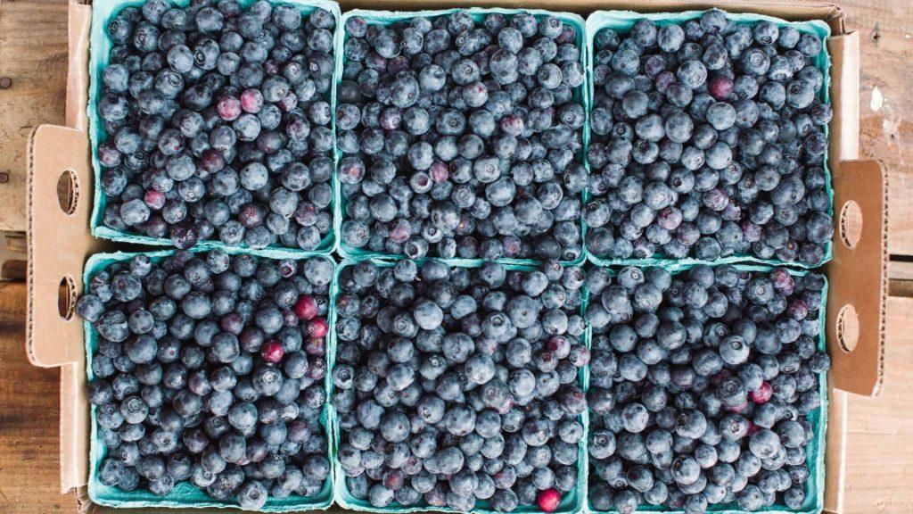 Summer Peach & Berry Picking 2